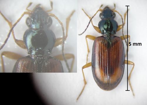 Bembidion testaceum